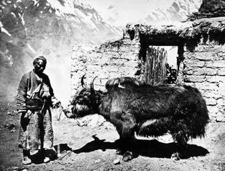 Yak Ladakhi, vers 1860-80